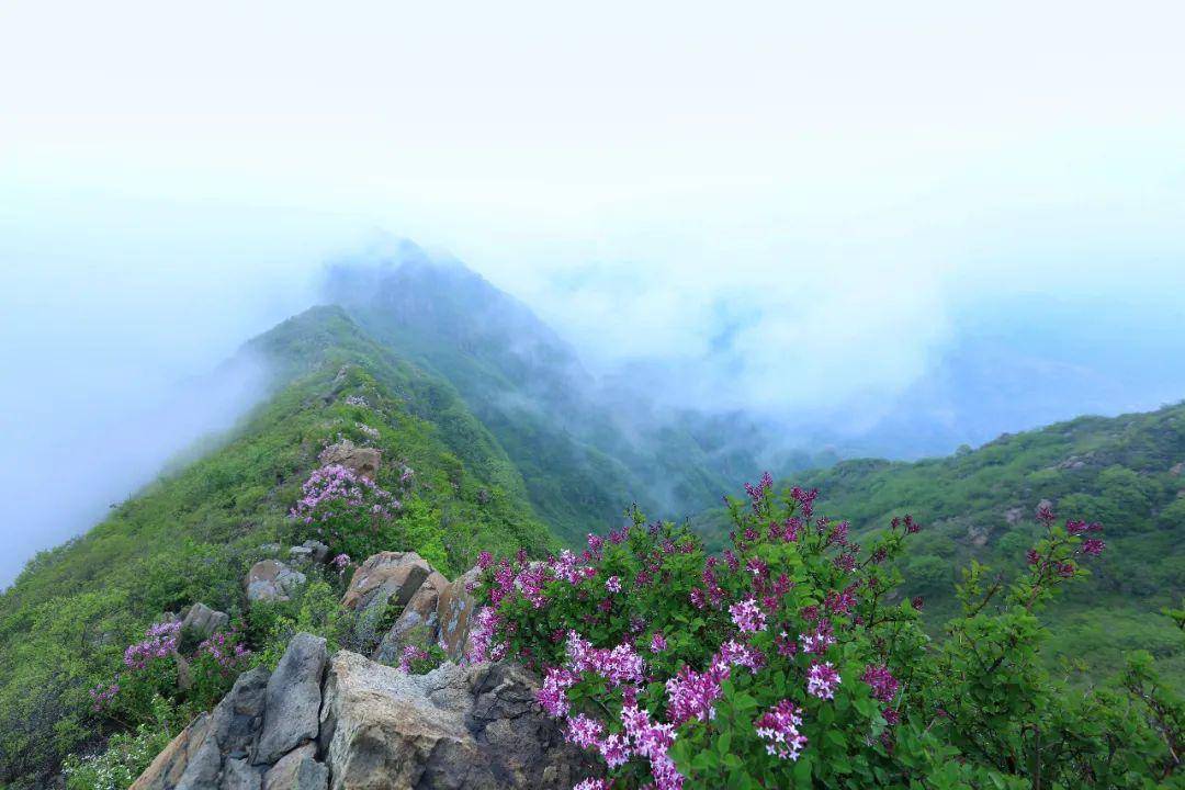 摩诃山邂逅云海和紫丁香摩诃山,位于滨州邹平市与章丘区交界,是长白山