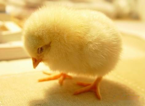 下半年毛鸡价格必涨?千万别被蒙蔽了双眼!