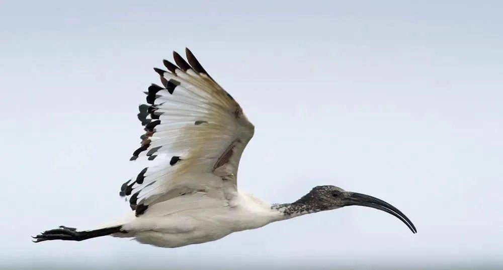 【大自然】古埃及备受尊敬的鸟类——埃及圣鹮