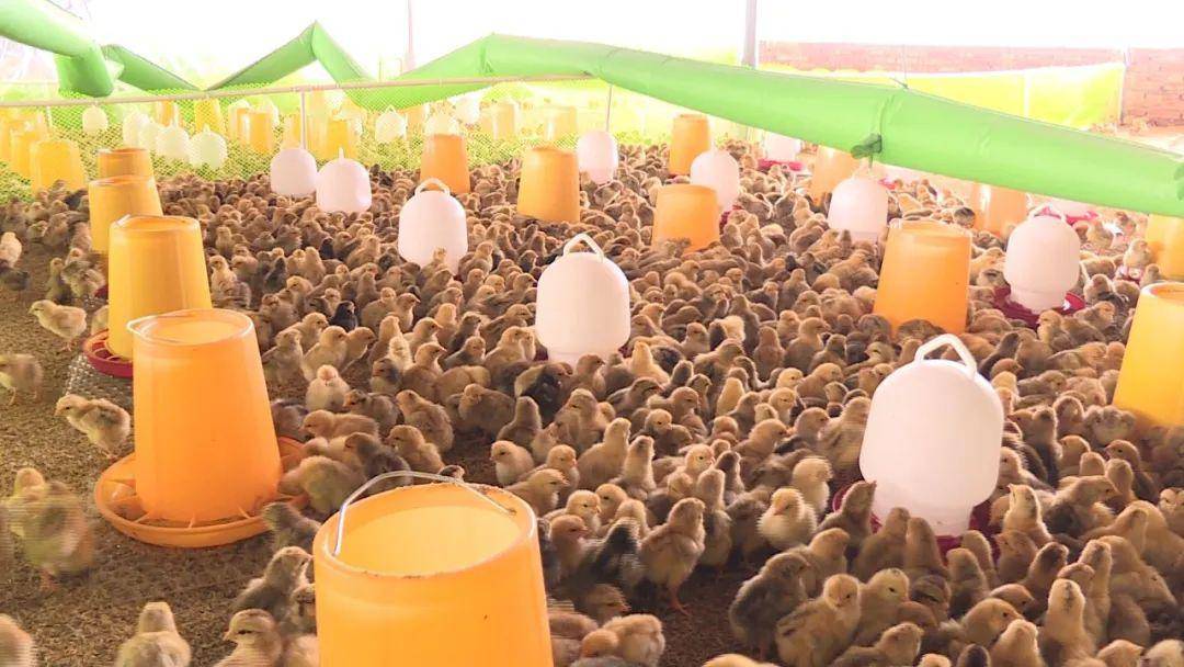 决战决胜脱贫攻坚丨广东河源双华村引进温氏养鸡项目实现贫困户稳定