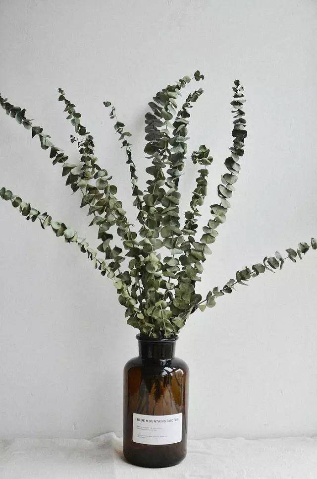 圆叶细叶大叶小叶傻傻分不清楚的尤加利叶如何分辨