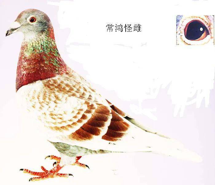 名鸽近亲培育马克罗森斯的怪眼魔森