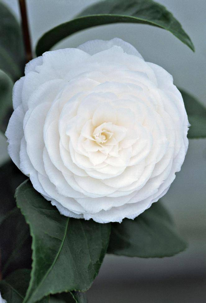 无论颜值,成分还是科技,山茶花保湿系列都保持了香奈儿的优秀水准