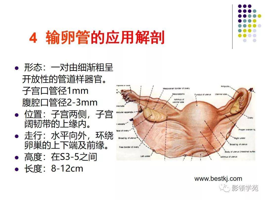 女性盆腔水平斷面解剖圖譜,ct及mri女性盆腔的典型橫斷面解剖女性盆腔