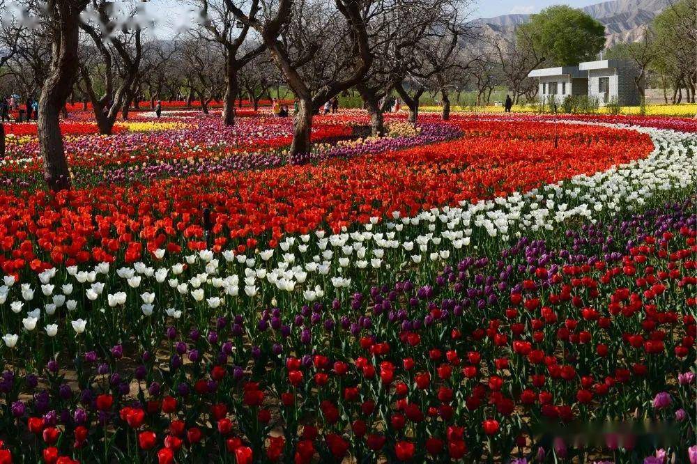 永靖县首届"郁金香杯"摄影大赛获奖公告及作品展(第一期)