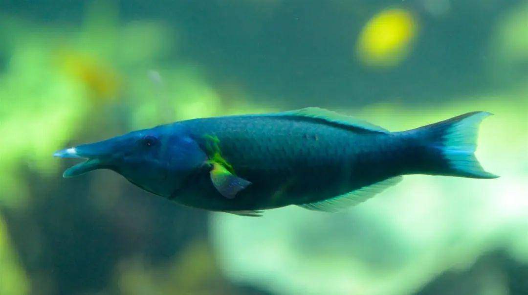 每日一鱼尖嘴青龙鱼吻长唇厚雌雄各异