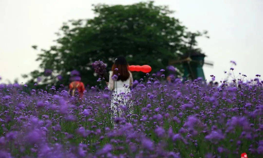 的百萬花海即將承載一整個大桂林的浪漫此情此景,不拍個抖音太可惜了