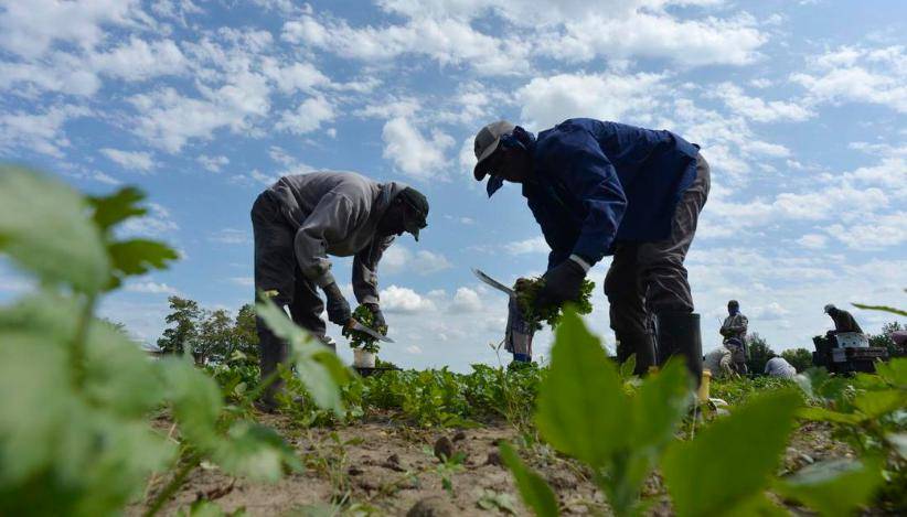 重磅加拿大推出新政高中学历的农民本月起可移民加拿大