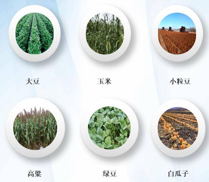 历经多次升级这台双苗带精量气吸播种机到底哪不一样