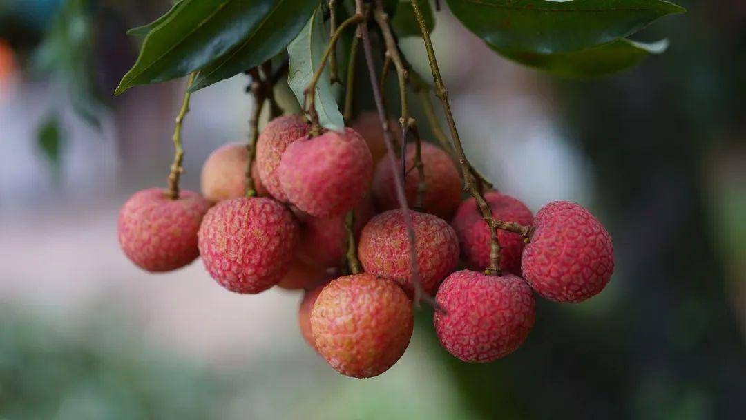 贡品级荔枝价格只有超市1/2, 嫩白软滑,19°蜜甜!吃一口念一年