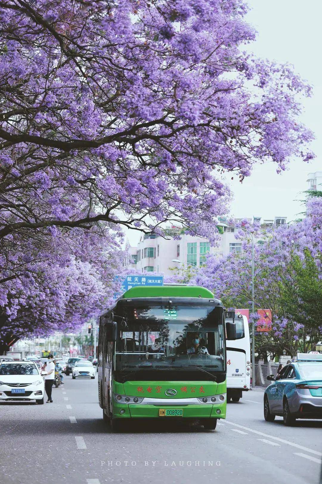 西昌市市花图片