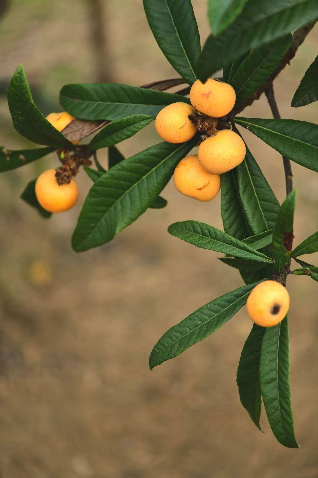 超甜的枇杷周末阳山约起来