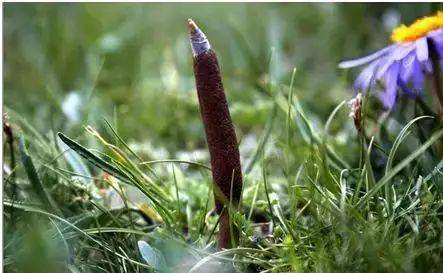 因为好所以贵看完它的功效冬虫夏草贵点怎么了怎么了