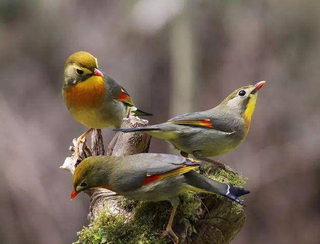【美图】罕见相思鸟,太漂亮了!