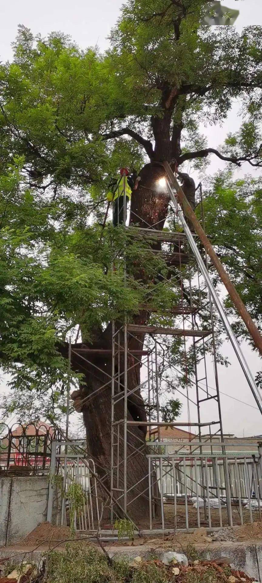 石景山一级国槐古树正复壮gis将助力名木保护信息化管理