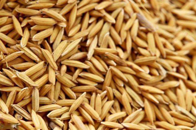 寒地水稻种子繁育技术掌握科学的施肥方法繁育出优良水稻品种