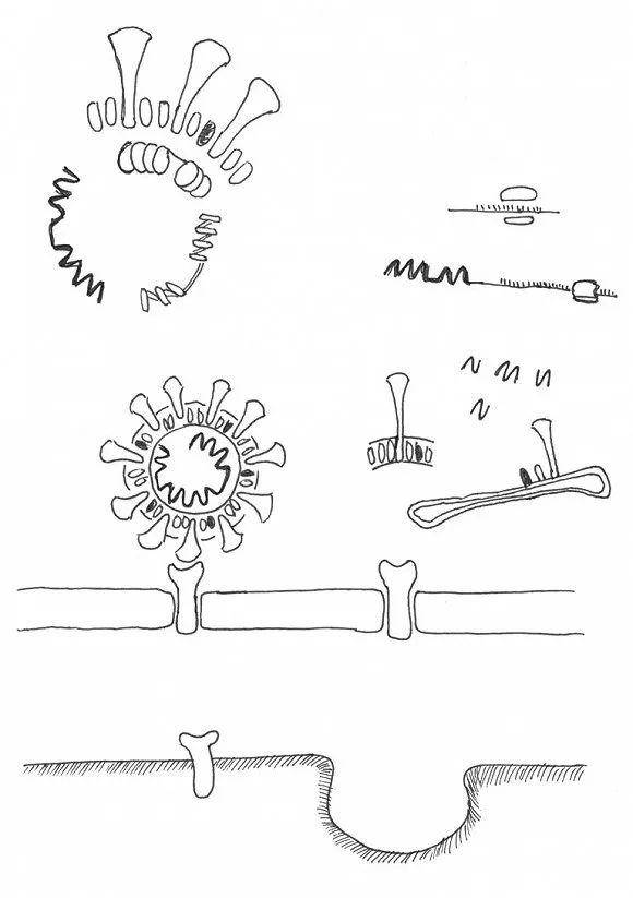 新冠病毒到底什么样 科学而艺术地描画病毒的100种方式