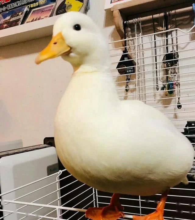 原产地是荷兰和日本,国内一般称为"可达鸭"或是"小叫鸭".