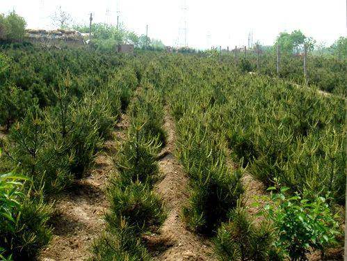 农行蓝田支行惠农e贷助力我县白皮松产业发展