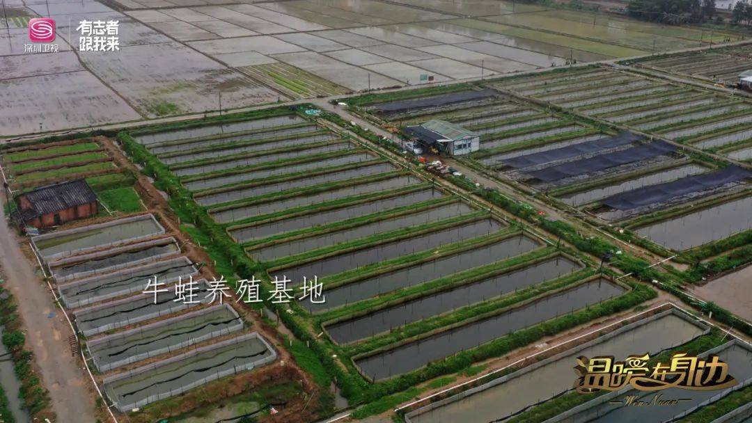 珠塘村牛蛙养殖基地