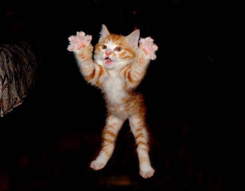 主张攻击行为恐惧攻击行为游戏攻击行为社会化缺乏的攻击行为猫的攻击