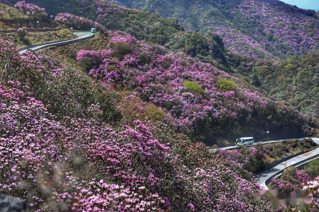 五月天轿子山杜鹃花海