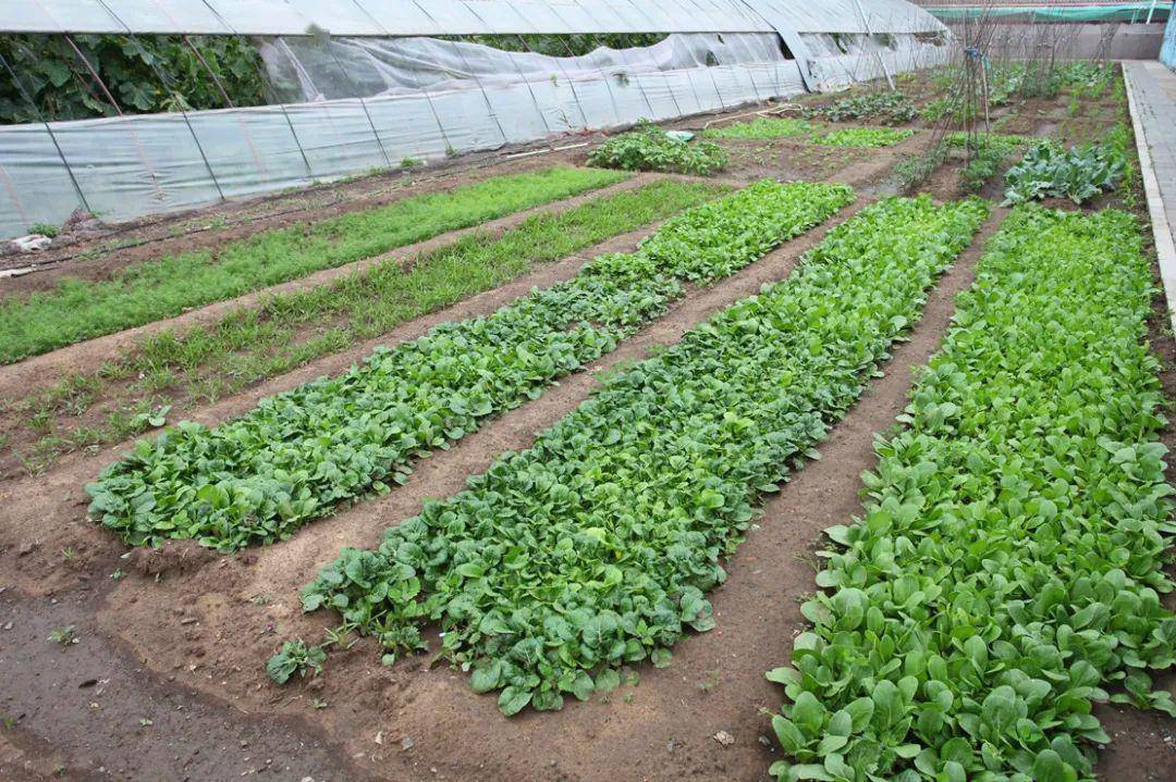 门头沟有片菜地能成为你的专属小菜园!