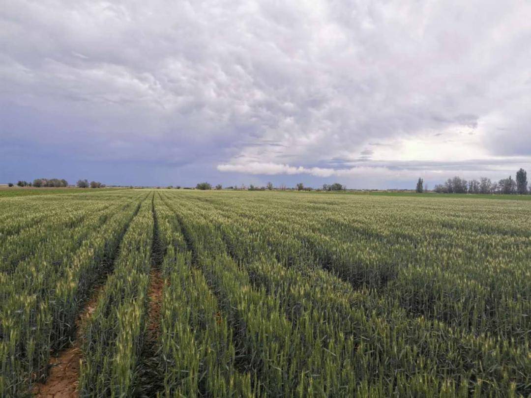 木垒县雀仁乡:久旱逢甘霖 滋润农牧民群众心田