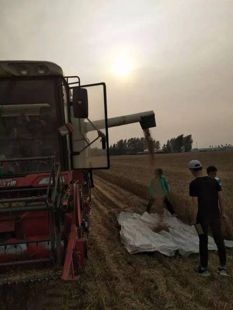 用收割机上场,可以边割边收,真是省心又省事!