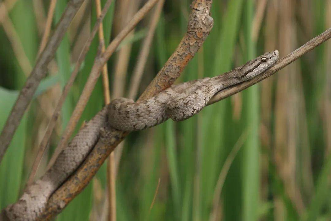 解密蛇岛蝮独特的岛屿适应机制_手机搜狐网