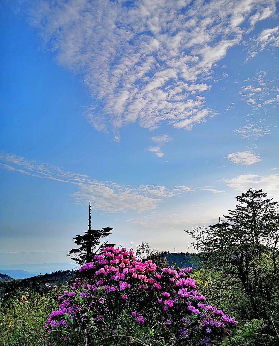 金顶杜鹃花海已开好,峨眉山进入最佳赏花期!