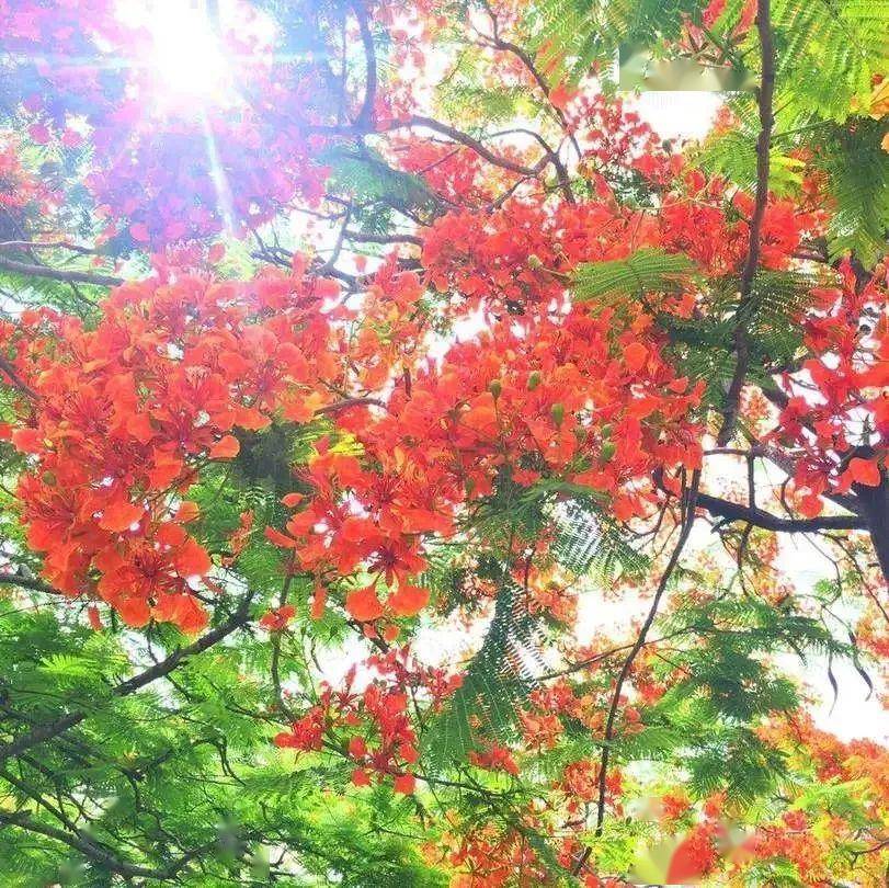 凤凰花开全城,这份赏花攻略收好了!