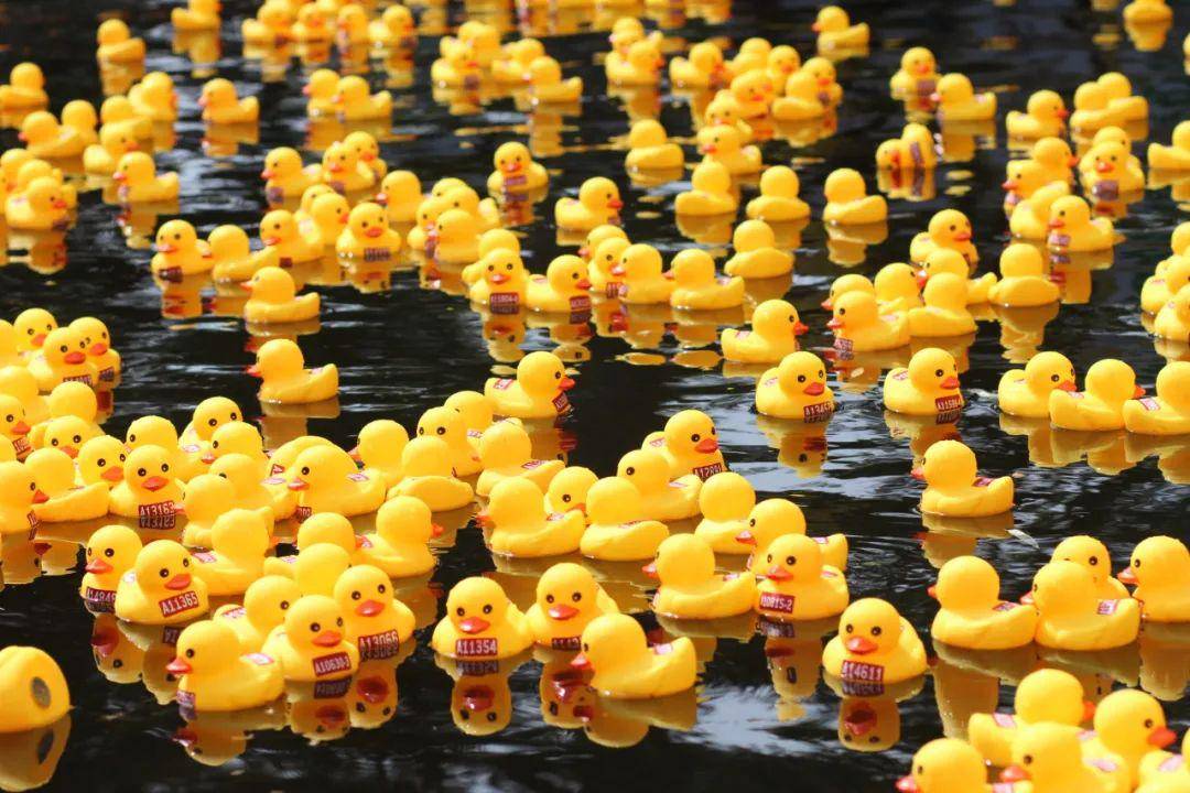 人声鼎沸 鸭却无声的"小黄鸭水上跑西马"活动圆满完赛!