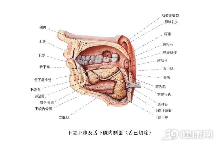 喉咙位置名称图片大全图片