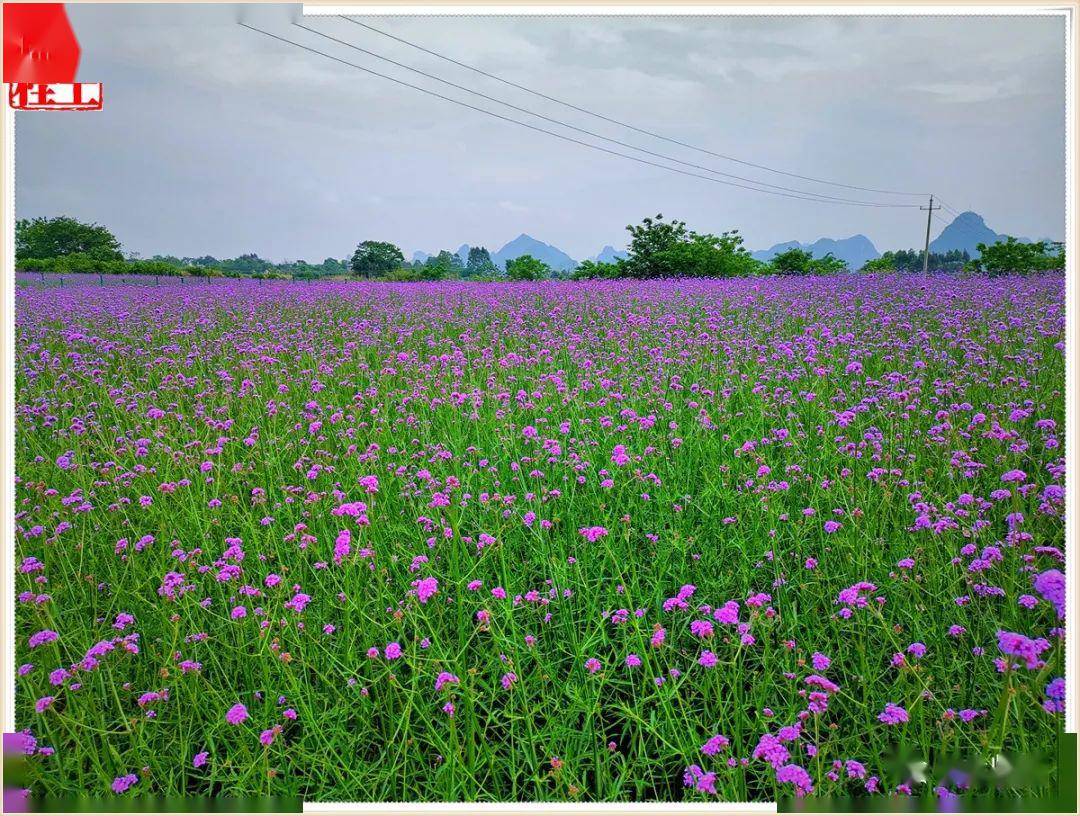 会仙湿地花海美丽引宾朋错峰出行更悠闲