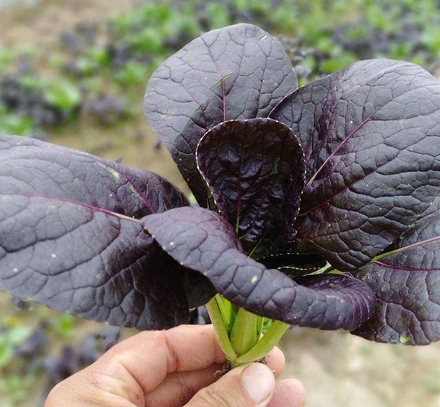 有保健养生功效,口味清香.