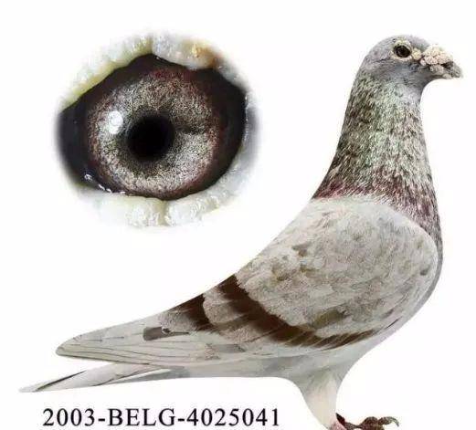 【经验】"种鸽没有活力"作出的鸽子也飞不了冠军!