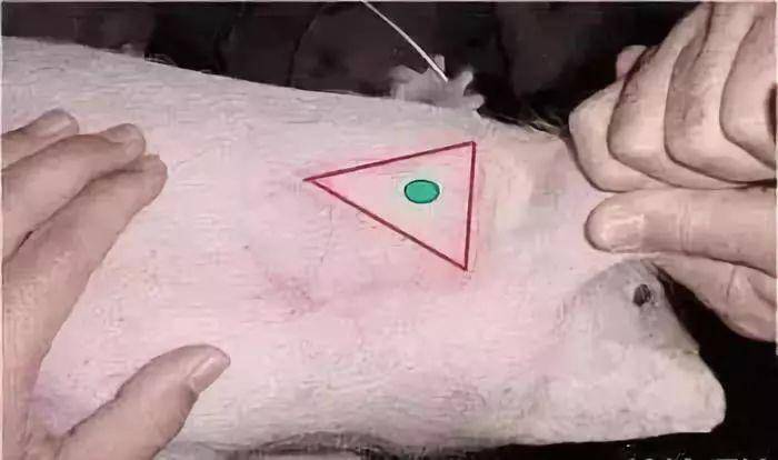 猪肌肉注射的正确部位图片