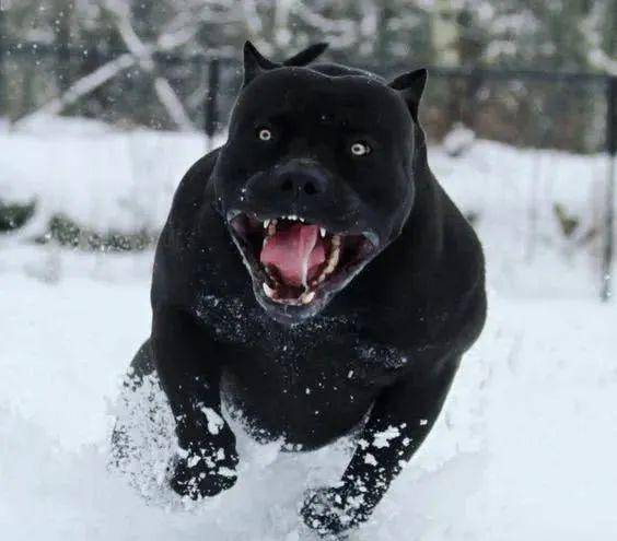 黑豹犬百科图片