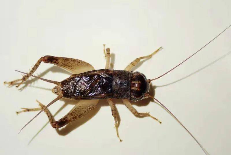 夜已深,四周一片寂静.在虫房,我一个人静静地坐着,任凭月光洒了进来.