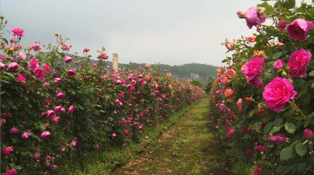 休闲一日游文安花海乌江游船品特色乌江豆腐鱼