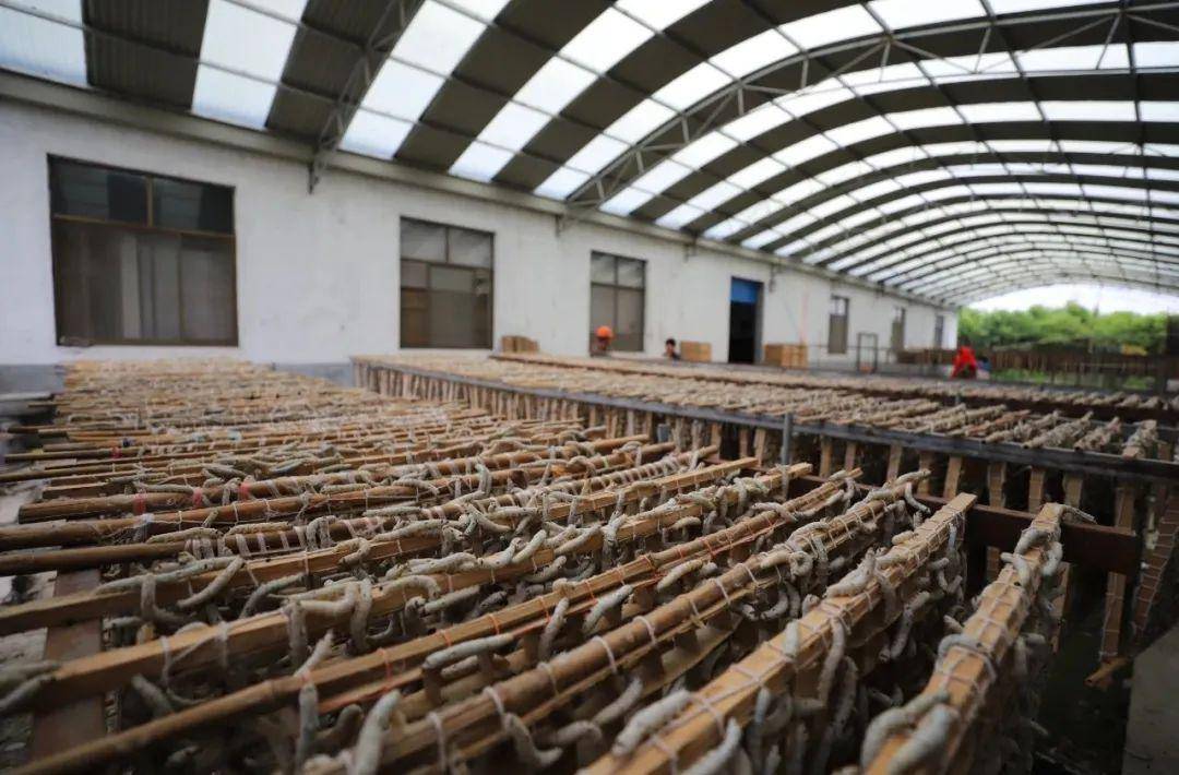 经过蚕农近一个月的辛苦饲养,这两天,我镇的蚕宝宝终于上山结茧啦!