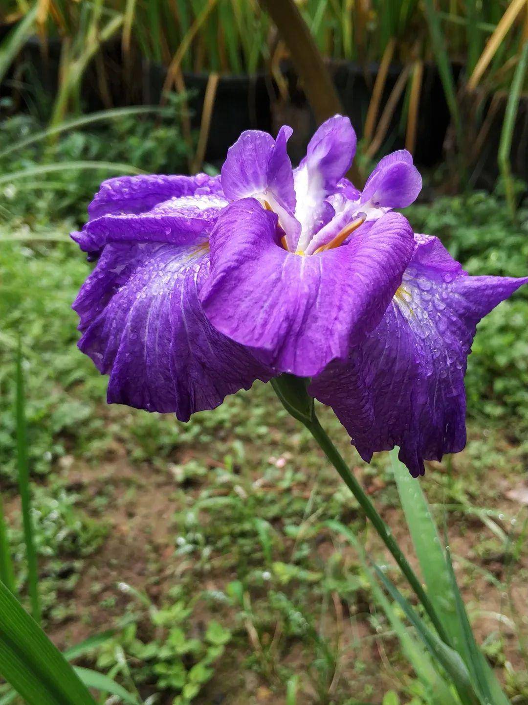 花菖蒲在园艺学上属于无髯鸢尾中的无冠饰物类群.