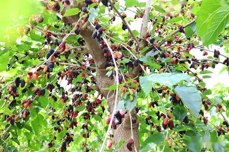 08沟张百果园特色:香杏,鲜桃,水果桑葚城关乡沟张村 1383816821109