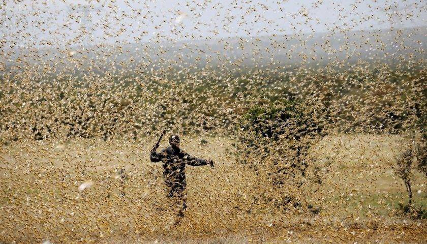 27年来最严重蝗灾侵袭印度,正摧毁西部和中部农作物_蝗虫