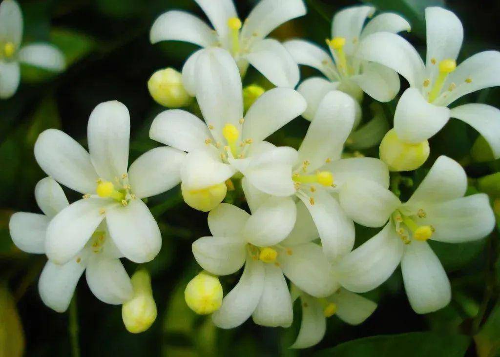这花和茉莉花很相似,开花香花量大,名叫九里香