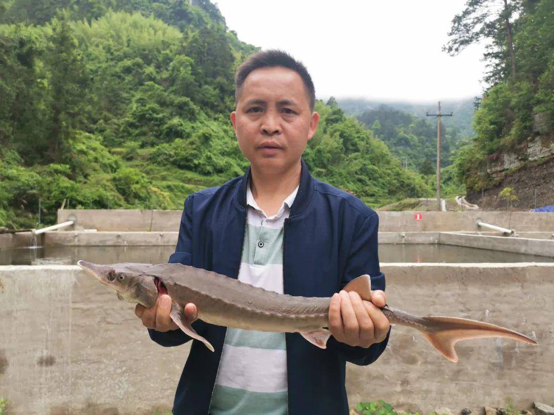 石阡这个地方:牛有千把斤,鱼有巴掌宽