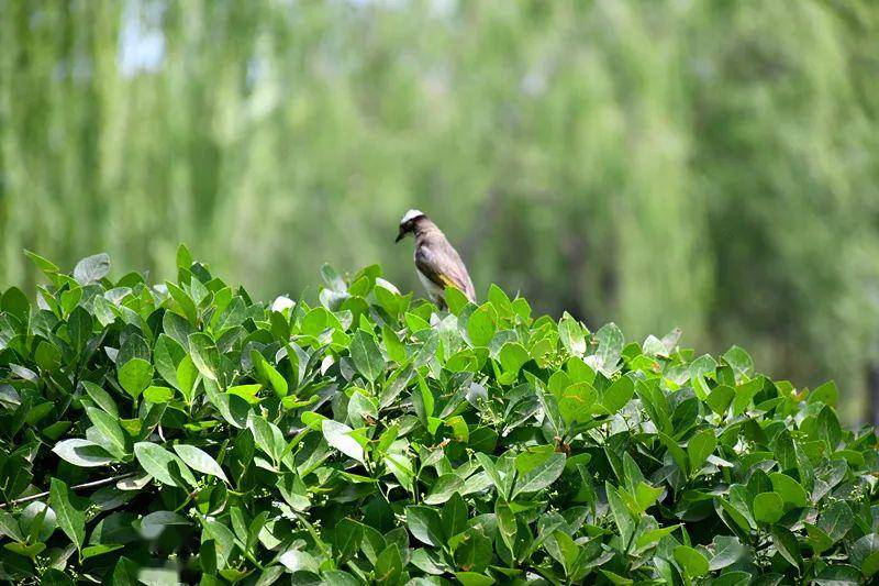 初夏時節這個郊野公園裡的小太陽抬頭啦