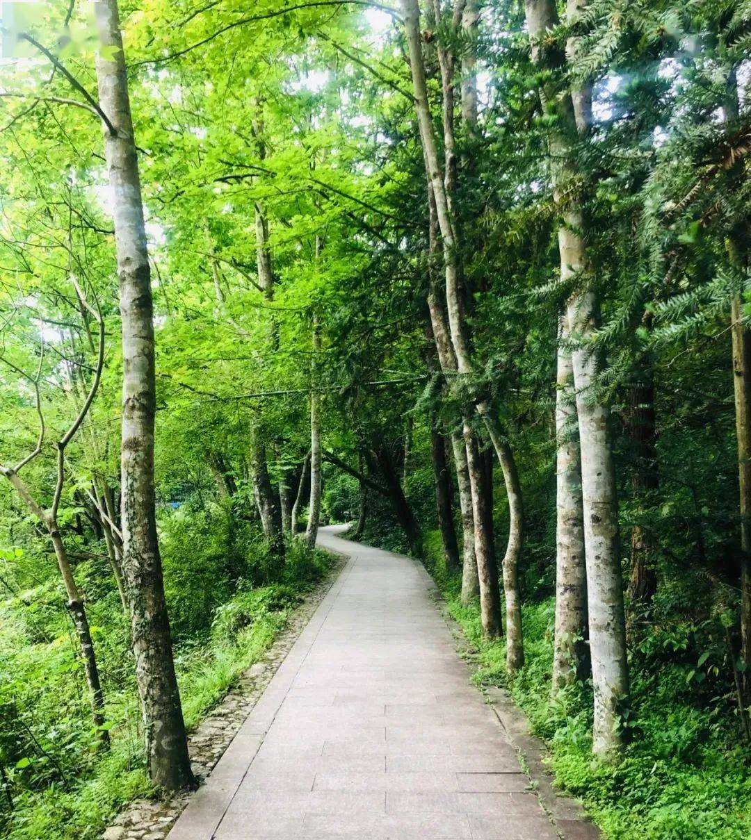 这个初夏在楠溪江的山谷里滩林边绿道上追逐绿色的风