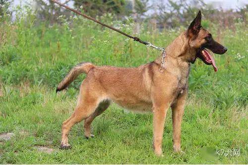 荷系马犬与法系马犬的区别详解